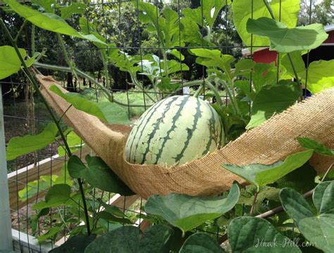 Growing Watermelons Vertically On A Chicken Coop As A Trellis Hawk Hill