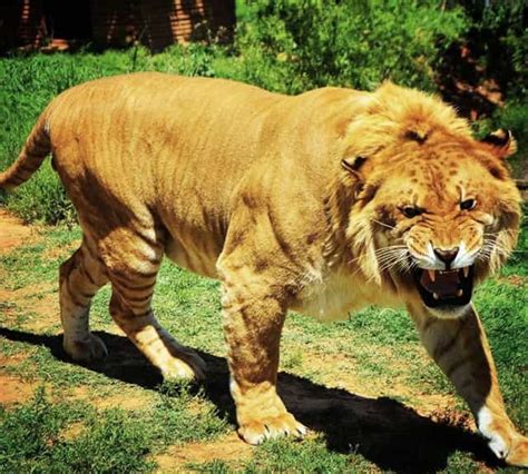 Liger Fact There Are More Than 120 Ligers In The World The Liger
