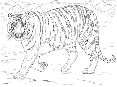 Ausmalbilder für erwachsene Tiger zum ausdrucken kostenlos PDF