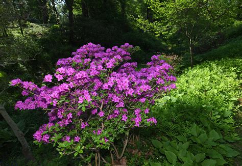 Trees around Erie PA seem afflicted by disease, invasive species