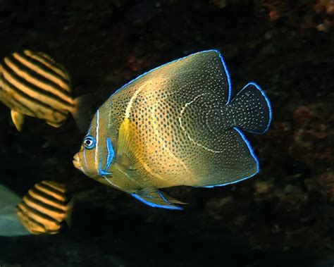 Verified Pomacanthus Semicirculatus Blue Angelfish Sighting In