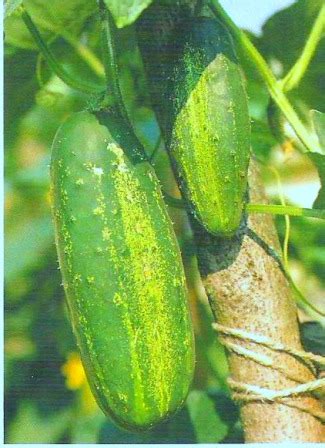However, according the supreme court in 1983 a continuous water supply is necessary for the best quality fruits. Growing Cucumbers, How to Grow Cucumbers and Planting ...