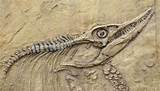 Dinosaur Fossil News Images