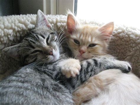 Cute Kittens Hugging Cute Kittens