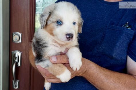 Possible show and breeding prospects in this litter!! Australian Shepherd puppy for sale near Houston, Texas. | 906311c4-e761