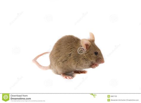Little Brown Mouse Stock Image Image Of Field Lure 6887133