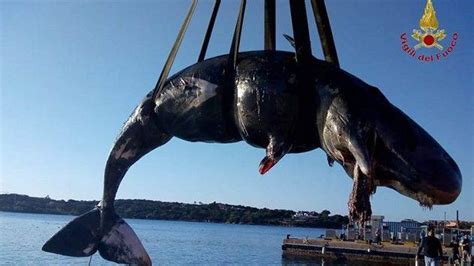 Pregnant Whale Found Dead In Italy With 49 Pounds Of Plastic In Stomach