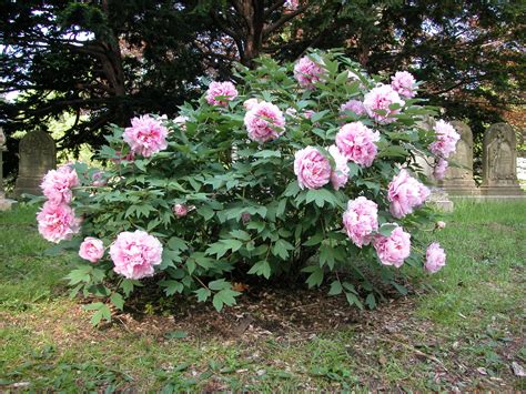 Tree Peony Paeonia Suffruticosa Are Deciduous Shrubs With Strong