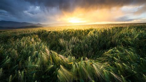 Green Wheat Field Under Yellow Black Clouds Sky During Sunset Hd Nature