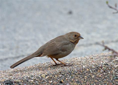 Tilia europaea is a hybrid which. The 10 most common backyard birds of San Diego, California ...