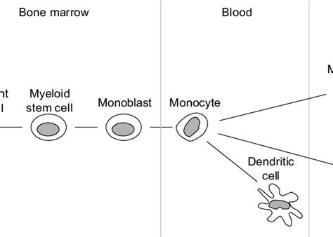 Development Of Cells Of The Monocyte Lineage Download Scientific Diagram