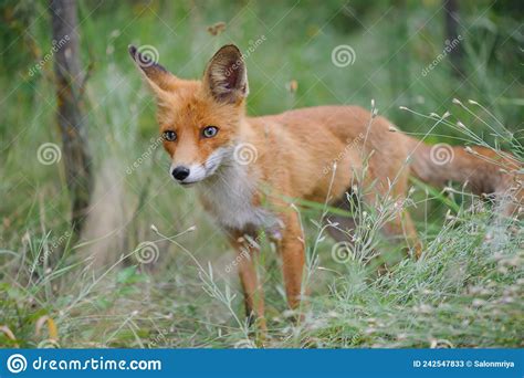 Red Fox Vulpes Vulpes In The Habitat A Wild Fox Is Hiding In The Grass