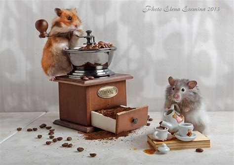Coffee Lovers By Elena Eremina Cute Hamsters Hamster Hamsters As Pets