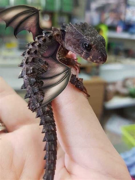 If Dragons Were Real Raww