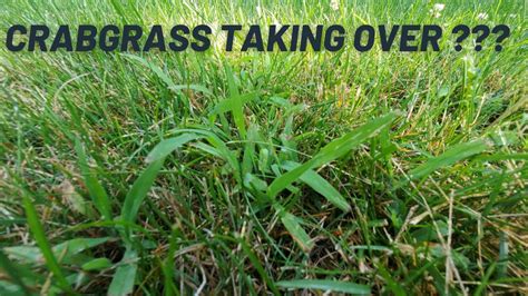 How To Eliminate Crabgrass Before It Takes Over Your Lawn Youtube