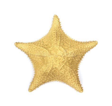 Gold Starfish Stock Image Image Of Painted Starfish 12130867