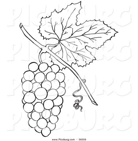 Clip Art Of A Coloring Page Of A Bunch Of Grapes With A Leaf By
