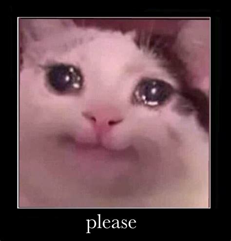 Cute Sad Cat Meme