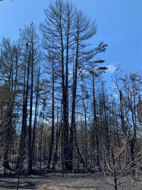 Dnr Northern Michigan Wildfire 98 Contained Cbs Detroit