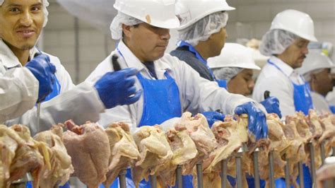 Poultry in the united kingdom agriculture industry in europe global meat industry meat industry in europe. Ruffling feathers to prevent more harm to workers in the ...