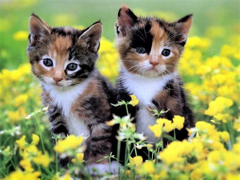 Spring Kittens Desktop Wallpaper Wallpapersafari