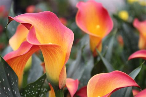 Zantedeschia Morning Sun Rhizome Brighter Blooms
