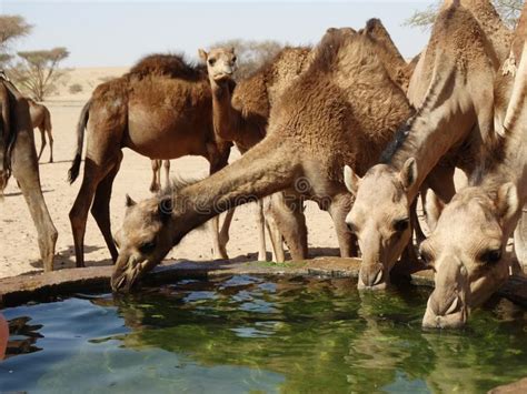 861 x 574 jpeg 96 кб. Camels Drinking At A Watering Station In The Saudi Arabian ...