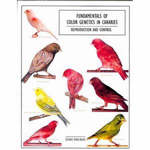 Fundamentals Of Color Genetics In Canaries Canary Birds Genetics Canary