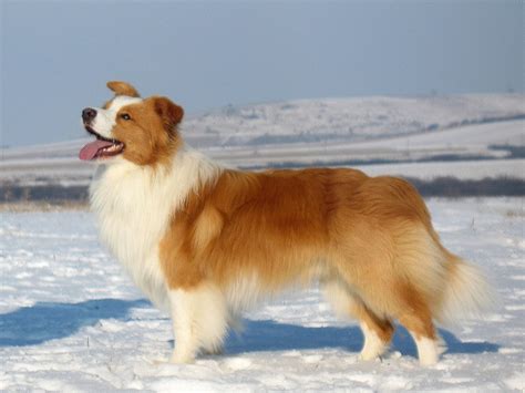Pin On Ee Red Golden Red Australian Red Border Collies
