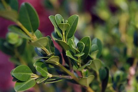 Boxwood Shrubs Guide How To Landscape With These Shrubs