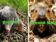 Most pests want to live where people live, but the best way to do this is with concentrate we carry called bithor. 15 Natural Ways To Get Rid Of Garden Weeds Permanently ...