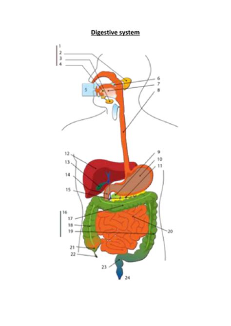 Gizmos digestive system answers ~ 2. Resource bank - Teaching Resources - TES