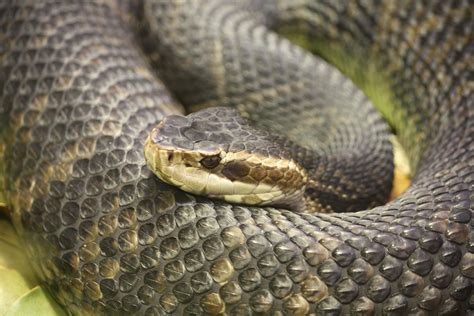 Bond Arms The Top 10 Deadliest Snakes In North America