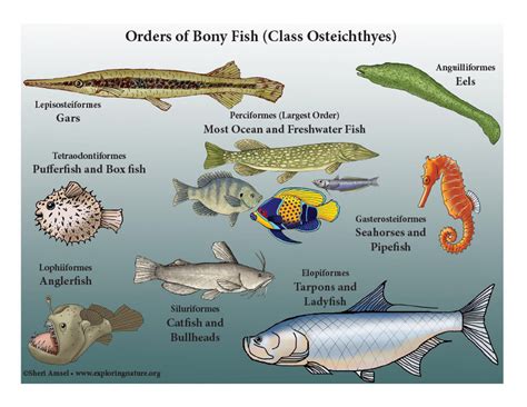 About Fish Osteichthyes Bony Fish