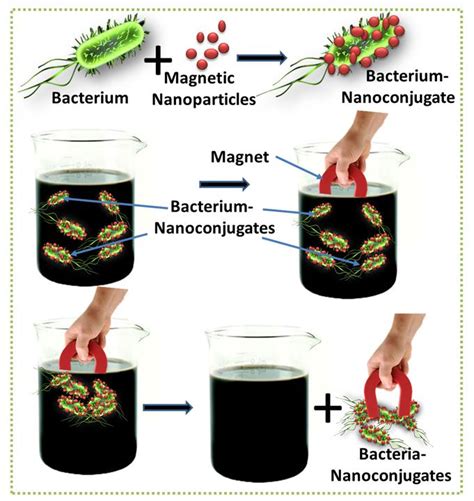 Scheme Showing The Magnetic Nanoparticle Based Separation Of Bacteria