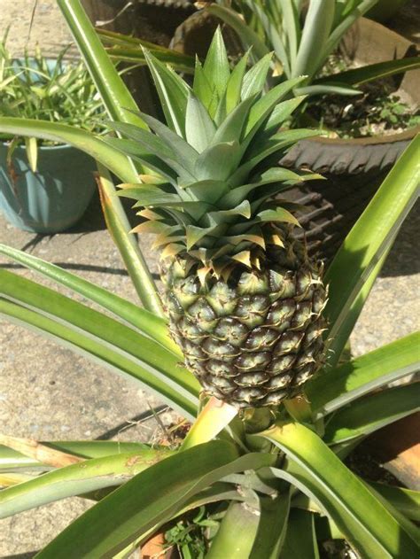 How To Grow Your Own Pineapple Plant In Four Easy Steps