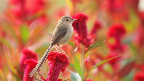 Flowers And Birds Wallpaper For Desktop And Mobile 4k Ultra Hd Hd Wallpaper