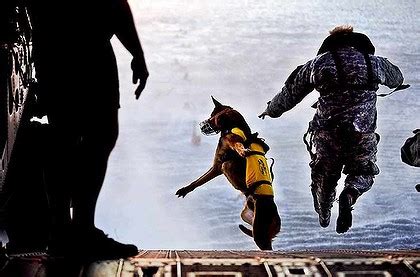 Navy Seal Dogs Captured Bin Laden | Animal Pictures and Facts | FactZoo.com