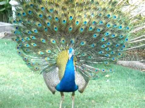 He was the son of the royal peacock family and the heir to the gongmen city throne. peacock opening its feathers - YouTube