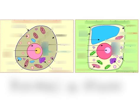 Plant Cell Diagram 7th Grade With Chromosomes