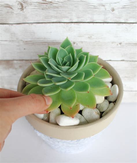 How To Propagate Succulents From Leaves Natalie Linda