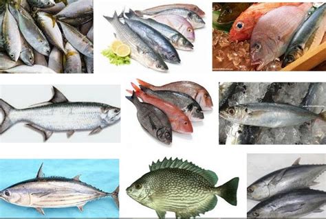 Gambar Nama Ikan Laut Latinnya Keterangannya Beserta Rastrelliger Kanagurta Gambar Di Rebanas
