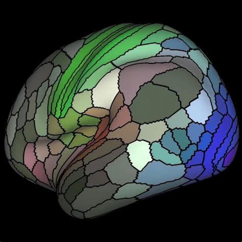 New brain map unearths 97 new areas - Cosmos Magazine