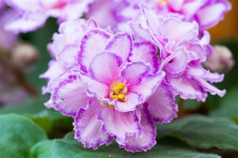 African house plants pretty plants african violets planting flowers growing herbs pansies flower pictures garden lovers. Warning! African violets are addictive plants to collect ...