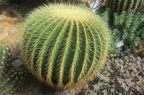 Faces of the Wild: Ball Cactus | The Journal of Wild Culture