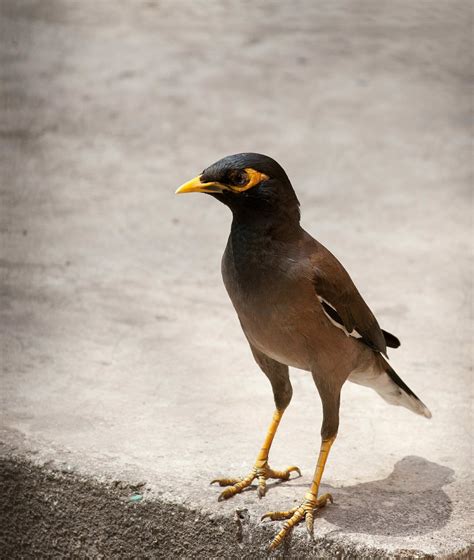 And subsequently to sydney, townsville, inland from the gold coast and canberra. Protein on the menu for invasive myna birds - The ...