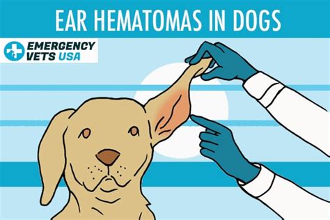 Ear Hematomas In Dogs Signs Symptoms And 3 Treatment Options