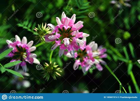 Securigera Varia Coronilla Varia Purple Crown Vetch Blooming Flowers