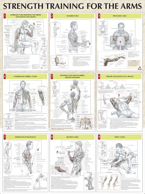You can find countless arm workouts online not only are they scientifically proven to result in more muscle growth than the big arms workouts you'll find elsewhere, they also take less time, and tend to be much more enjoyable. Strength Training For The Arms Chart | Strength training ...
