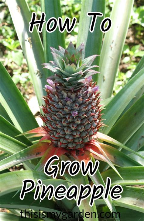 How To Grow Pineapple Plants Anywhere And Everywhere Growing